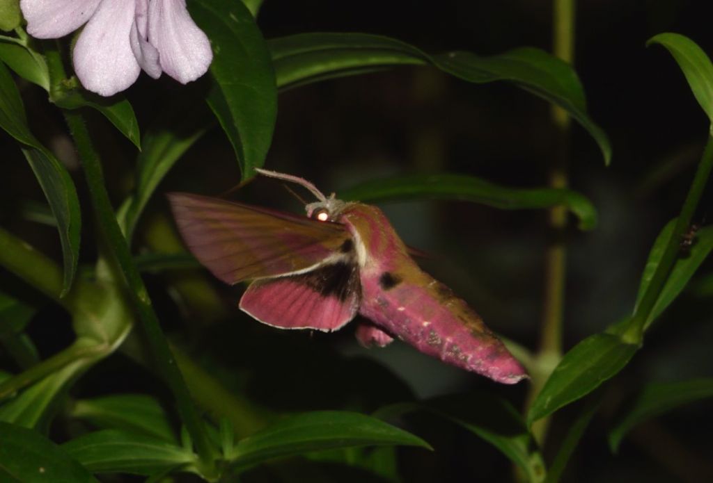 Sphingidae da identificare - Deilephila elpenor