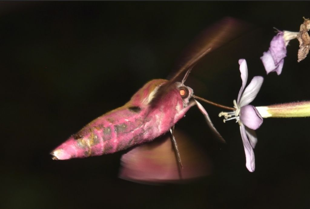 Sphingidae da identificare - Deilephila elpenor