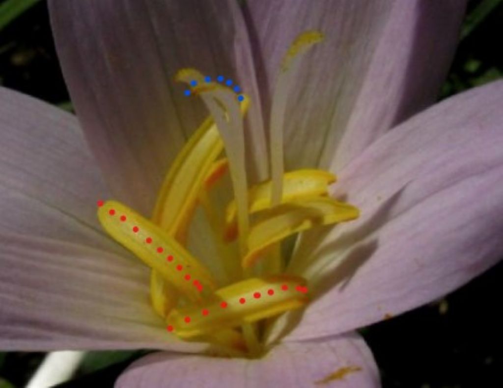 Colchicum autumnale a inizio fioritura