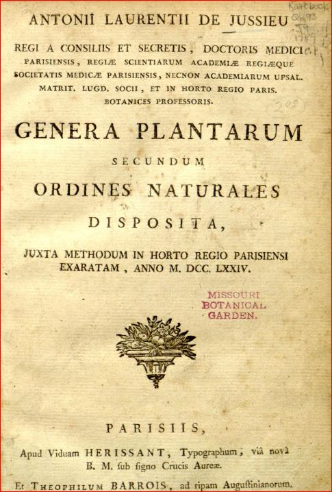 Oenothera speciosa (Onagraceae)