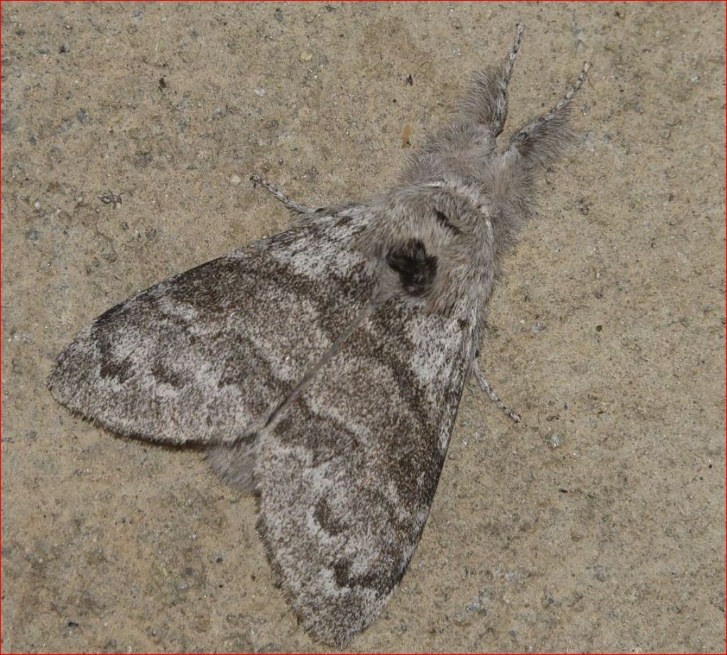 Calliteara pudibunda - Erebidae Lymantriinae