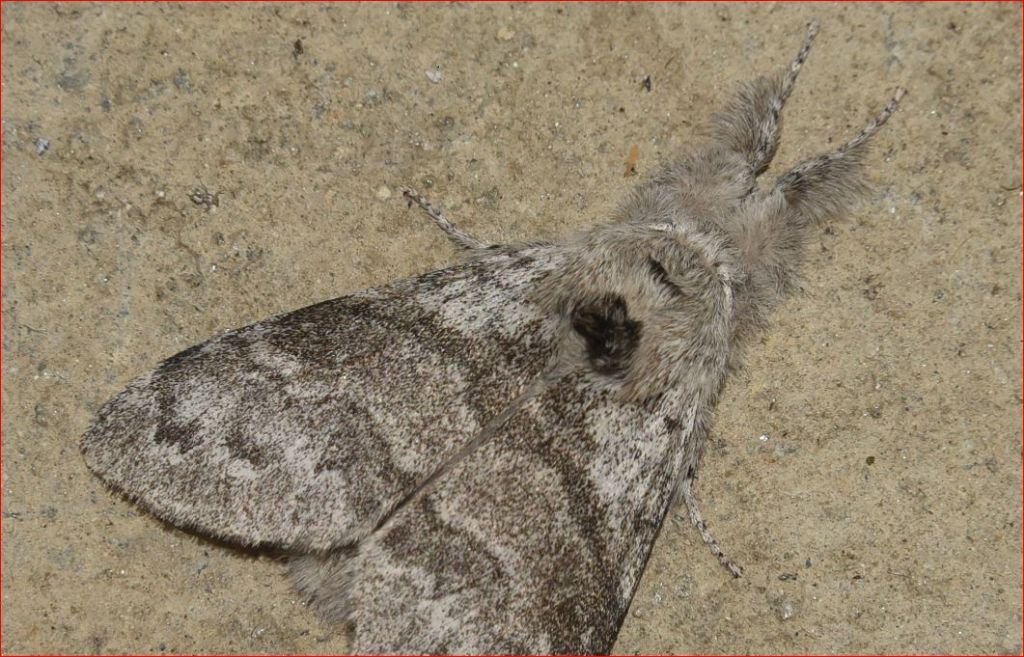 Calliteara pudibunda - Erebidae Lymantriinae