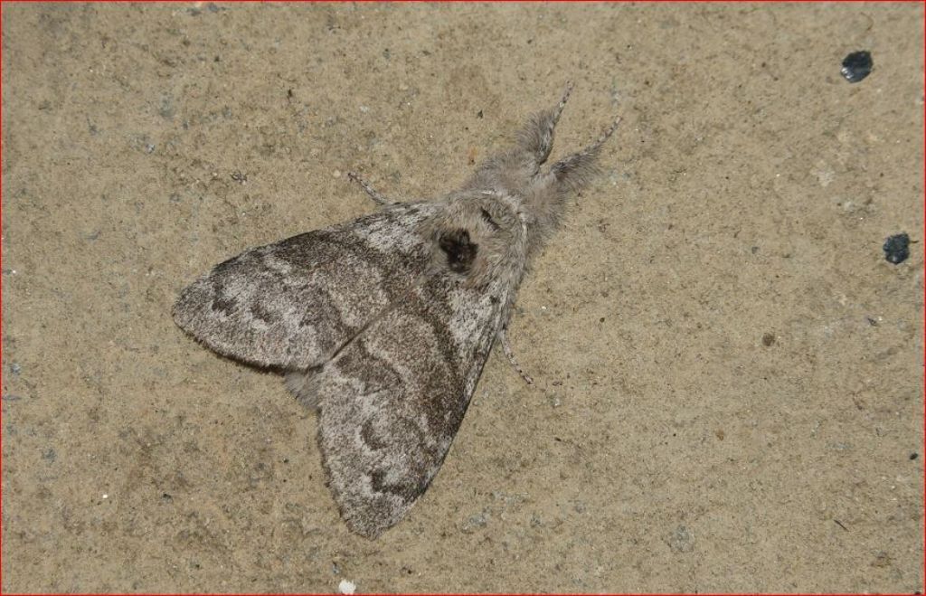 Calliteara pudibunda - Erebidae Lymantriinae