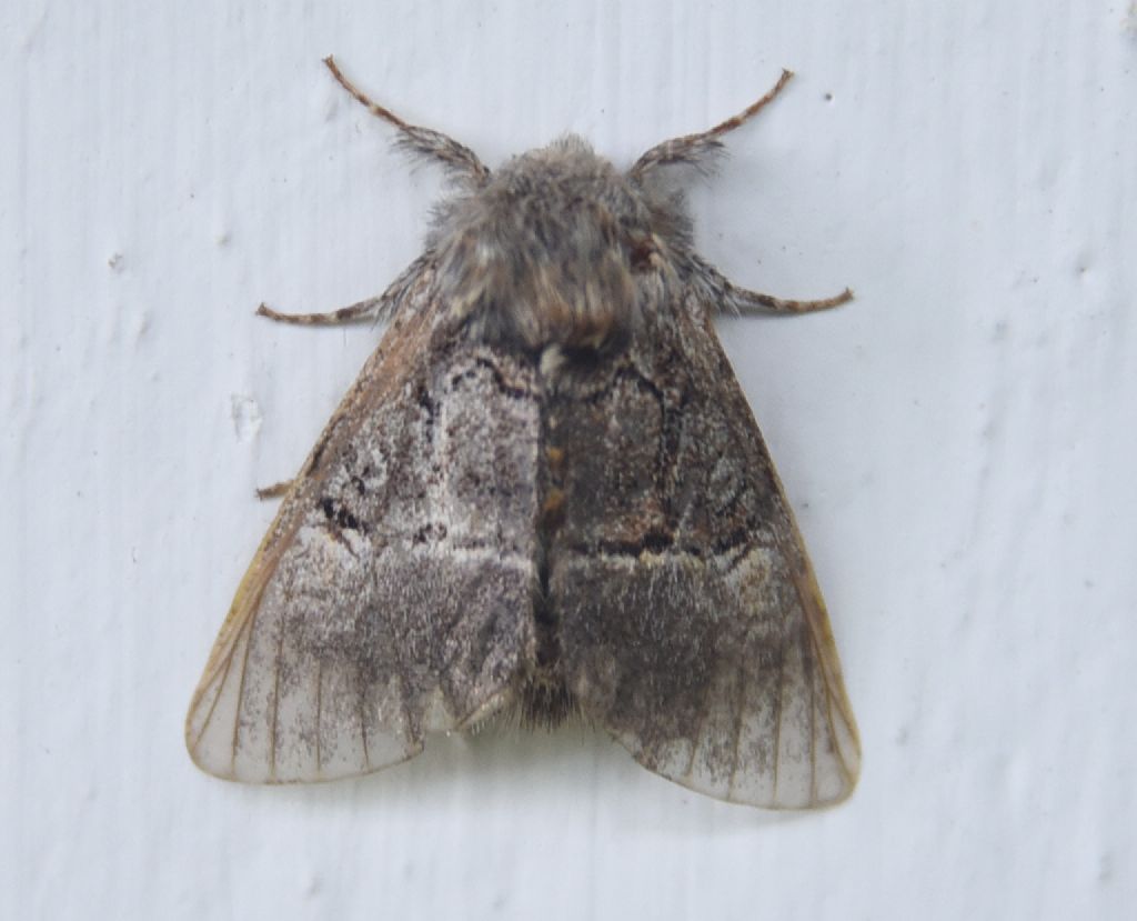 Colocasia coryli (Noctuidae)