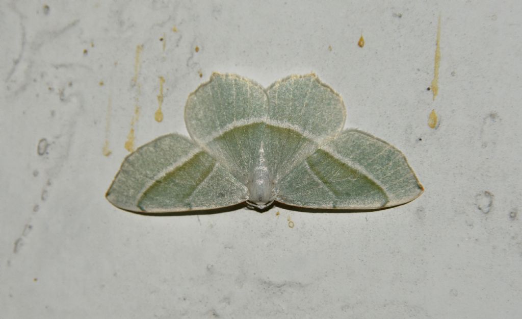 Campaea margaritaria - Geometridae e Pseudoips prasinana - Nolidae