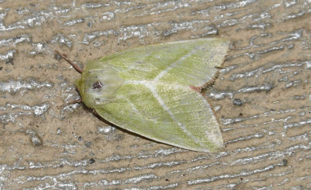 Campaea margaritaria - Geometridae e Pseudoips prasinana - Nolidae