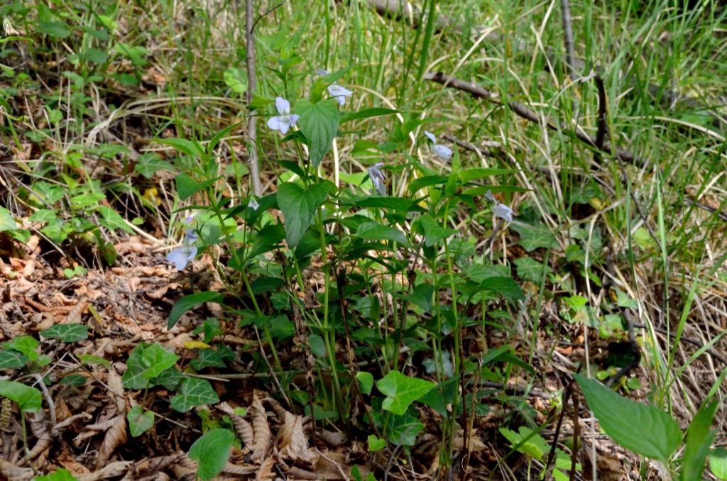 Viola jordanii / Viola di Jordan