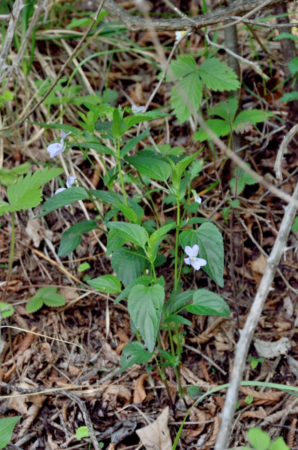 Viola jordanii / Viola di Jordan