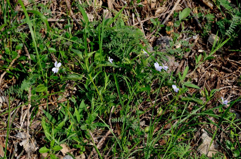 Viola jordanii / Viola di Jordan
