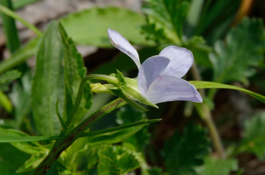 Viola jordanii / Viola di Jordan