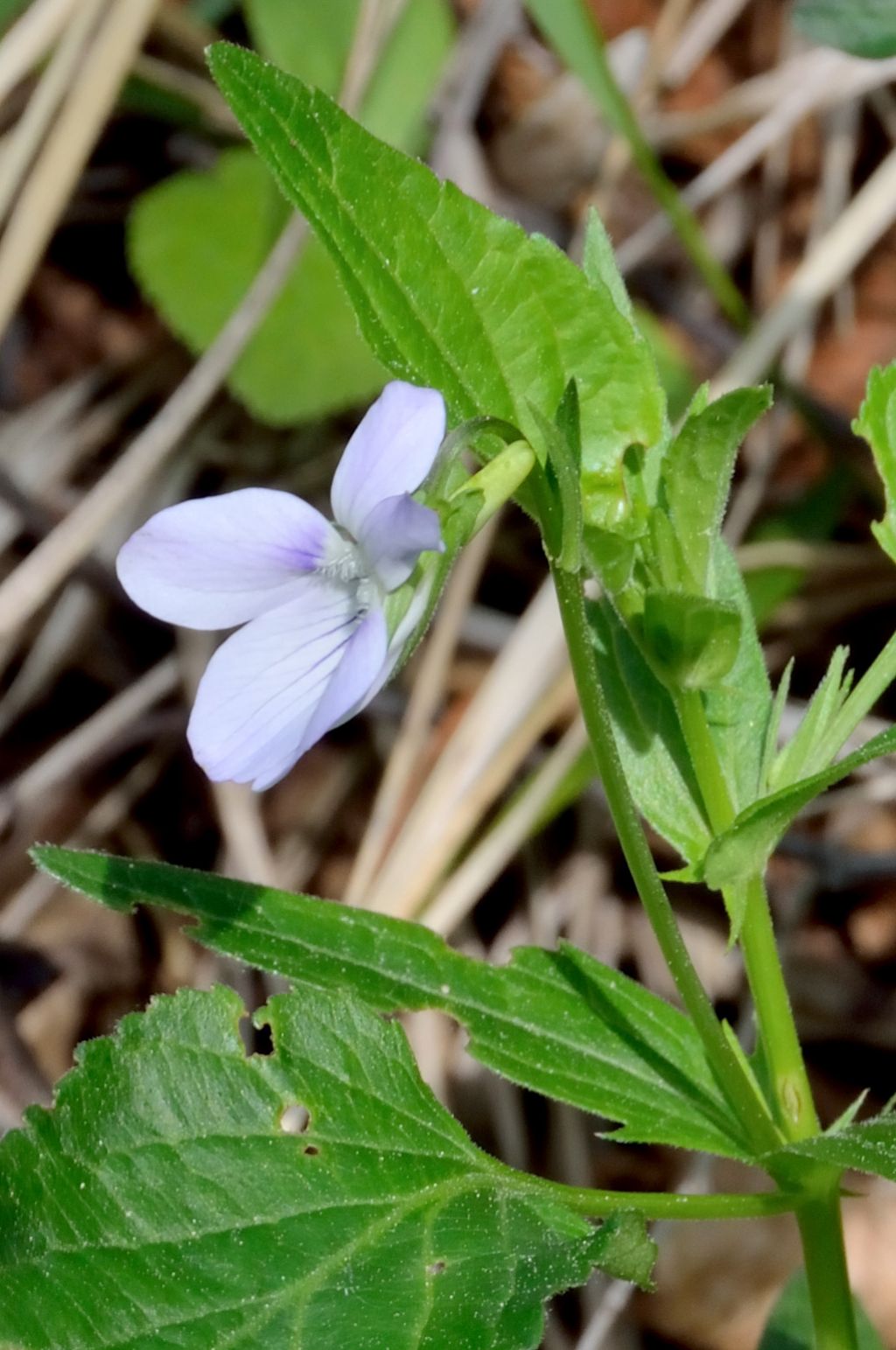Viola jordanii / Viola di Jordan