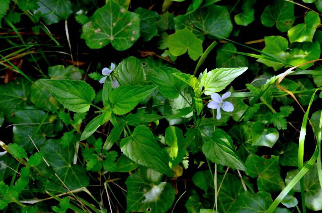 Viola jordanii / Viola di Jordan