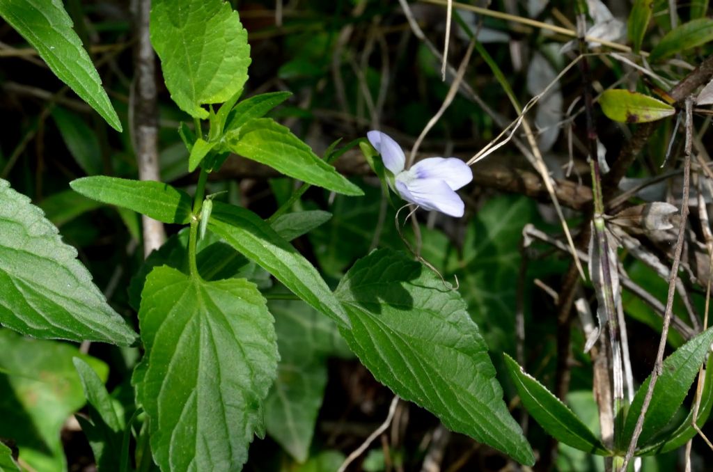 Viola jordanii / Viola di Jordan
