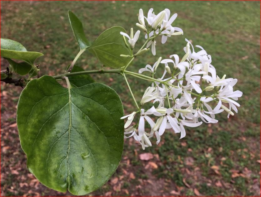 Chionanthus virginicus?  No, Chionanthus retusus