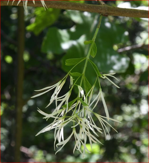 Chionanthus virginicus?  No, Chionanthus retusus