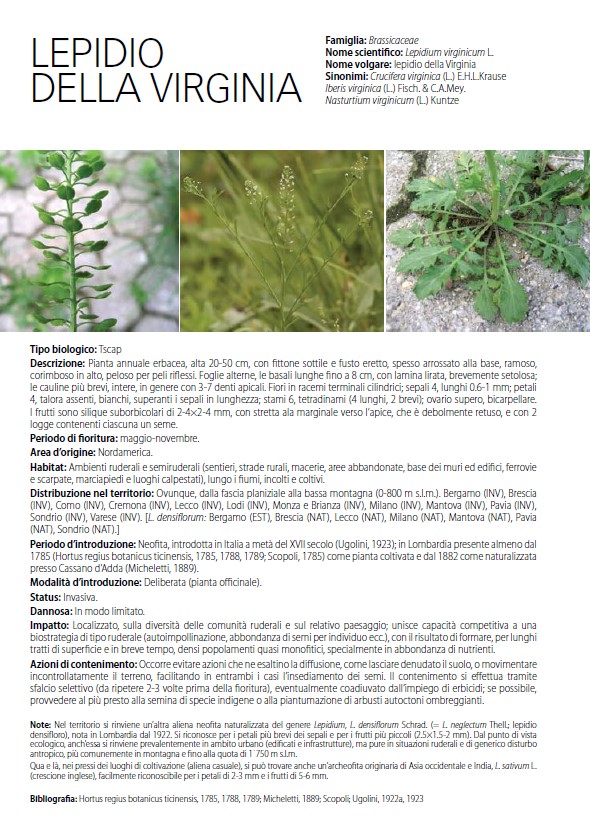 Lepidium ruderale ? No,  Lepidium virginicum