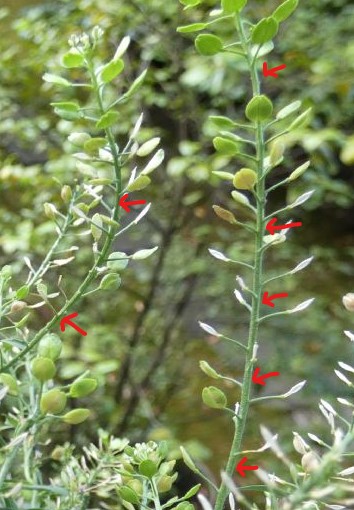 Lepidium ruderale ? No,  Lepidium virginicum
