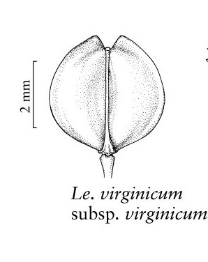 Lepidium ruderale ? No,  Lepidium virginicum