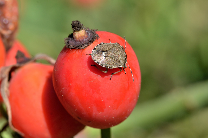 tre eterotteri da identificare