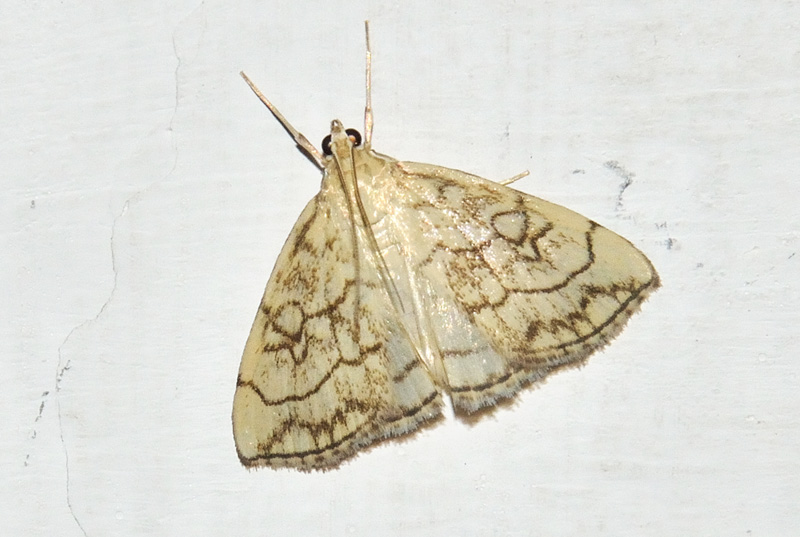 Evergestis pallidata