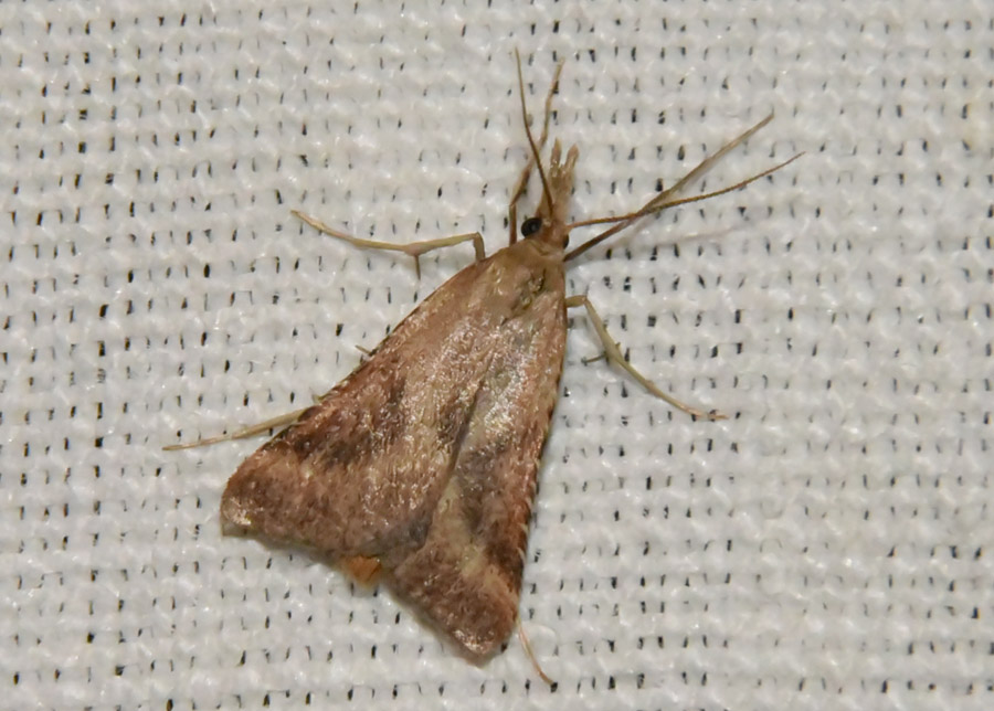 Lepidottero da ID - Synaphe punctalis