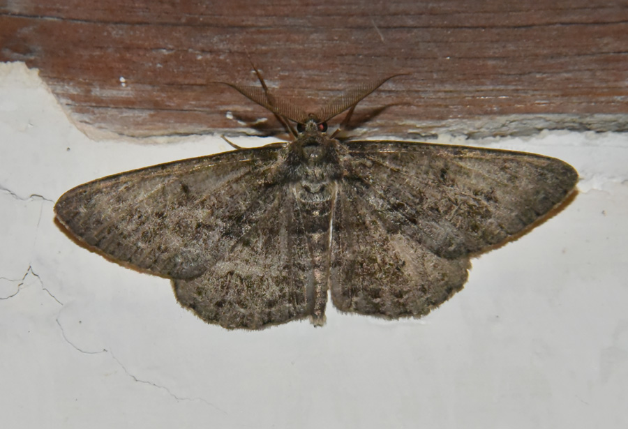 Da ID. Cfr. Hypomecis roboraria - Geometridae