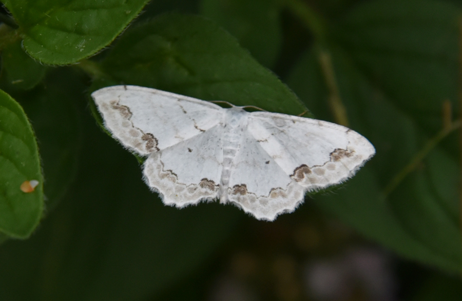 Piccola farfalla da ID - Scopula (Scopula) ornata, Geometridae