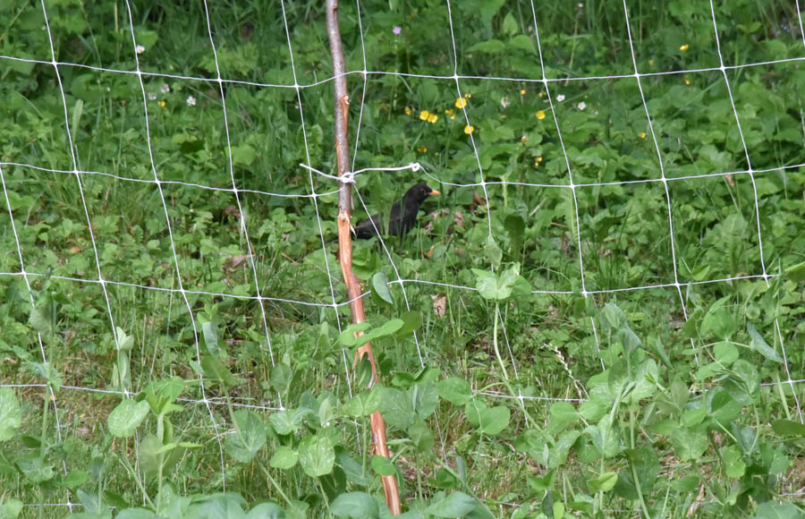 Come dissuadere i Merli ed allontanarli dal mio giardino