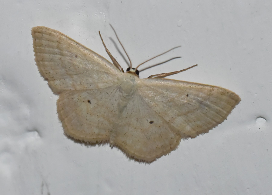 Ancora una farfalla da ID: Scopula (Calothysanis) immutata (Geometridae)