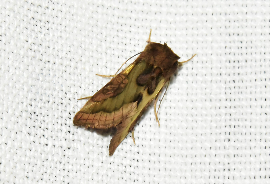 Farfalla da ID - Diachrysia stenochrysis, Noctuidae