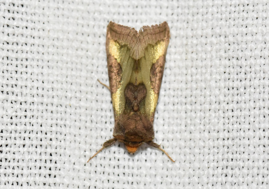 Farfalla da ID - Diachrysia stenochrysis, Noctuidae