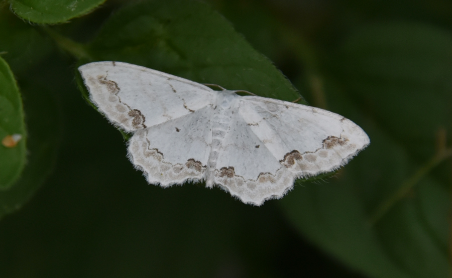 Piccola farfalla da ID - Scopula (Scopula) ornata, Geometridae