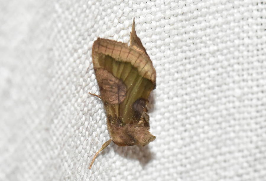 Farfalla da ID - Diachrysia stenochrysis, Noctuidae