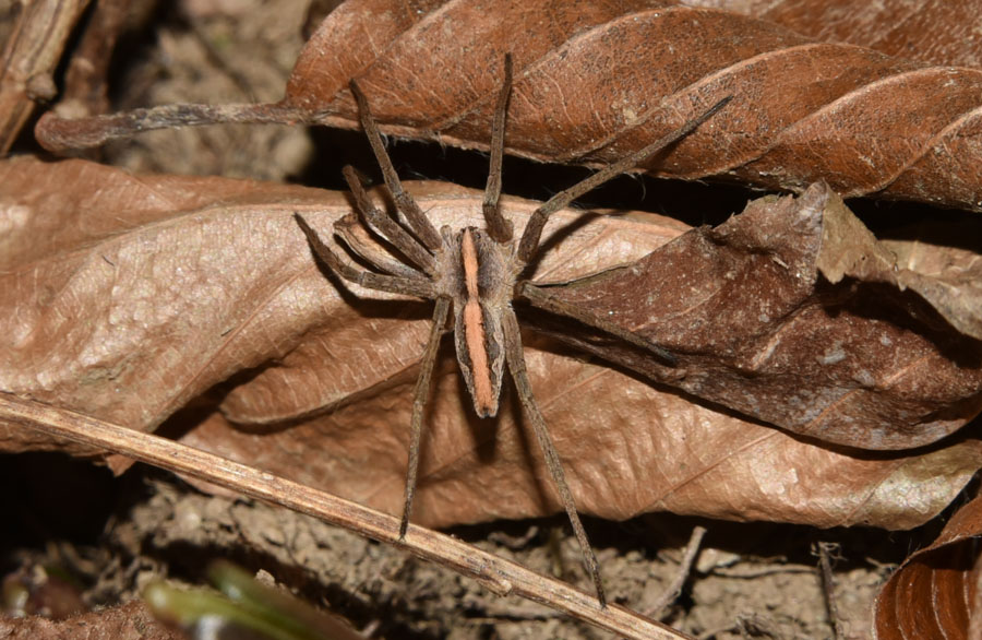 Pisaura sp. - Robilante (CN)