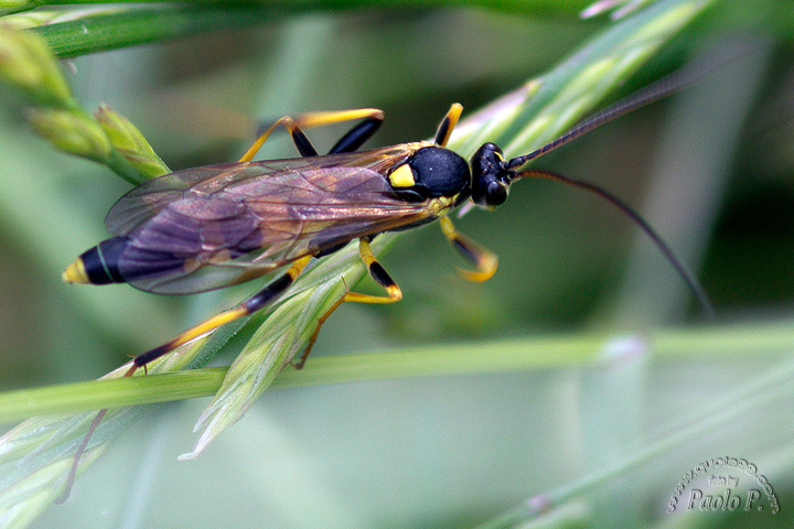 Ichneumonidae