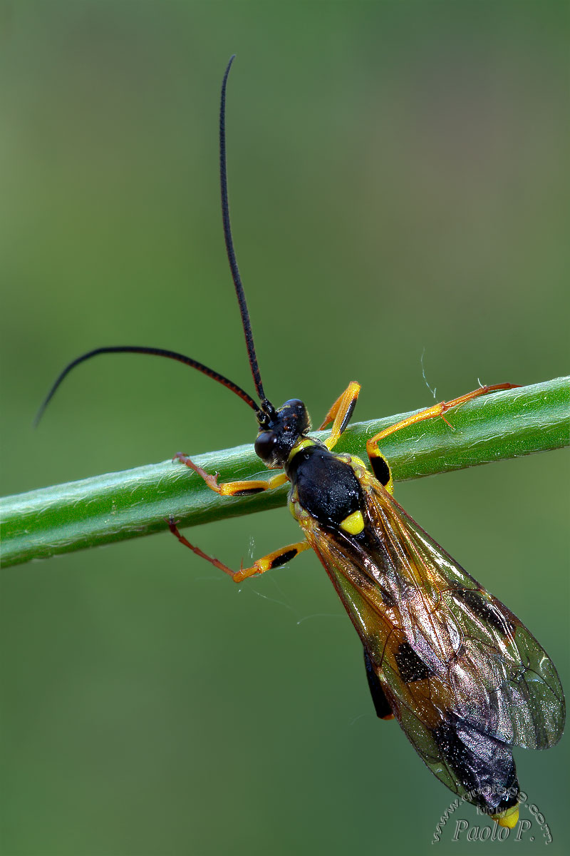 Ichneumonidae