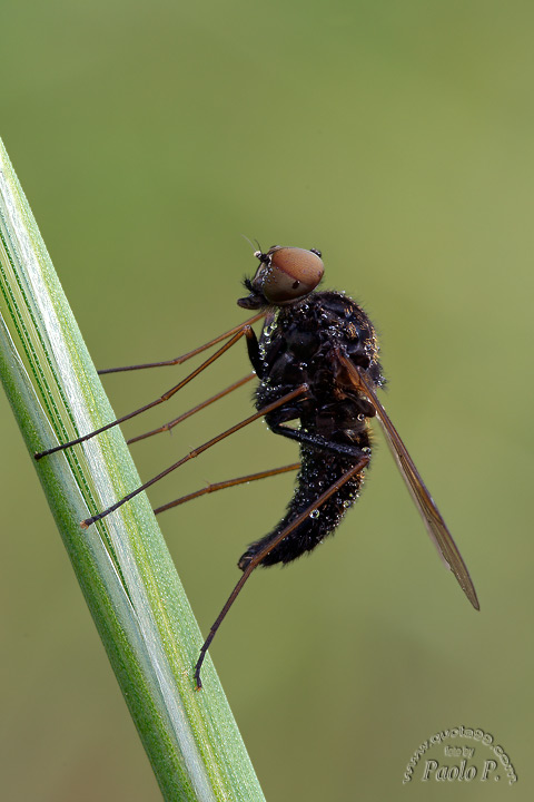 mi fermo a dittero... :Chrysopilus (Rhagionidae)