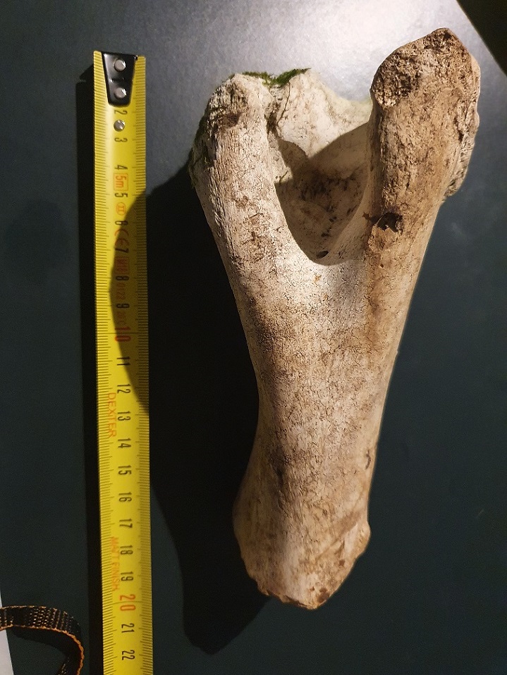 Osso ritrovato in un bosco a La Spezia: omero, prob. di mucca