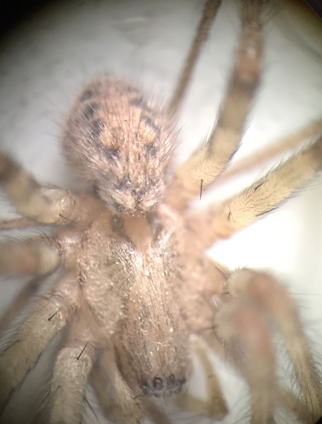 Agelenidae:  Tegenaria sp., femmina  - Torino