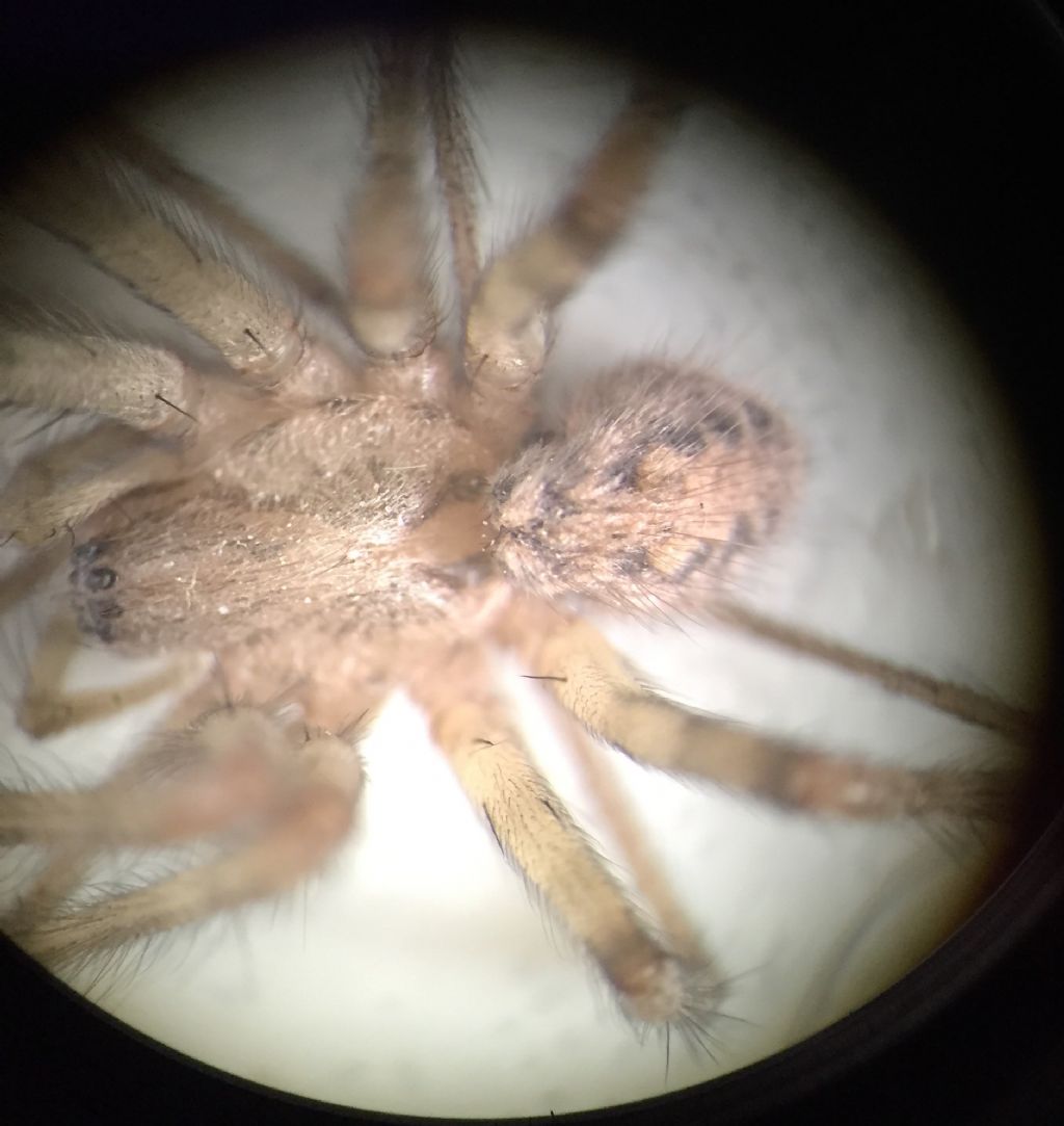 Agelenidae:  Tegenaria sp., femmina  - Torino