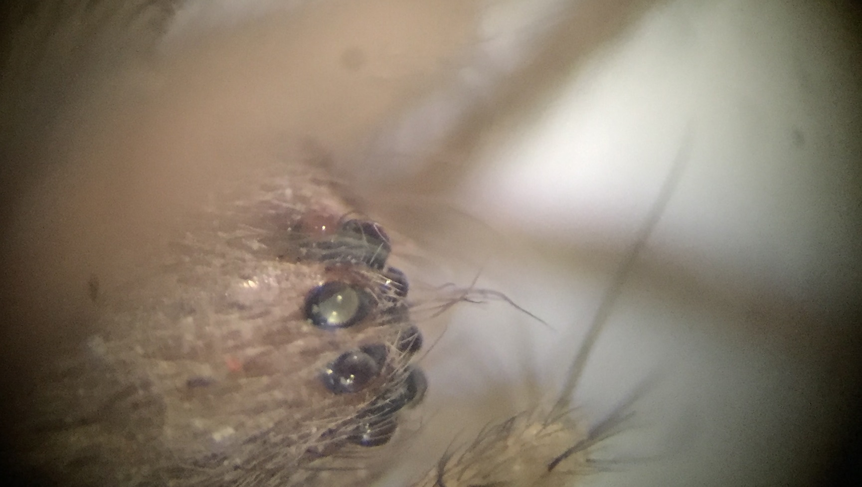 Agelenidae:  Tegenaria sp., femmina  - Torino