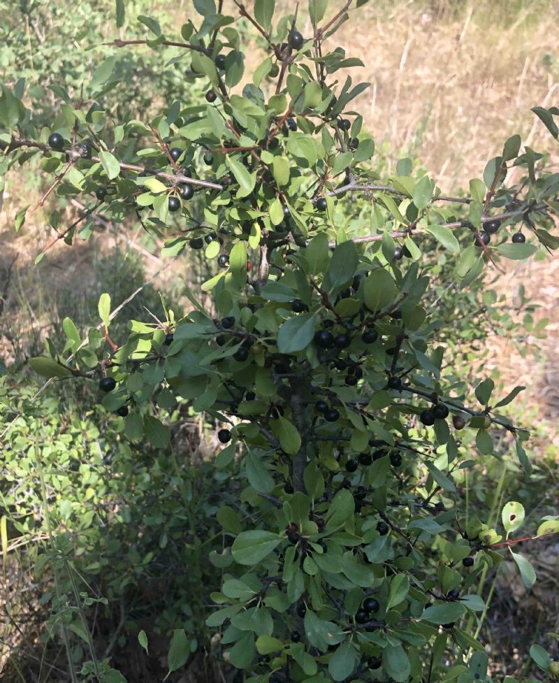 ID piante Parco Nazionale Alta Murgia, Puglia: Rhamnus sp.