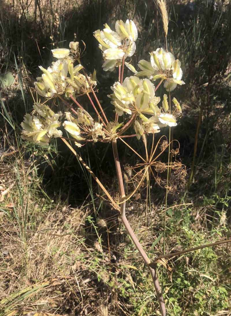 Nel Parco Nazionale Alta Murgia, Puglia:  Thapsia garganica (Apiaceae)