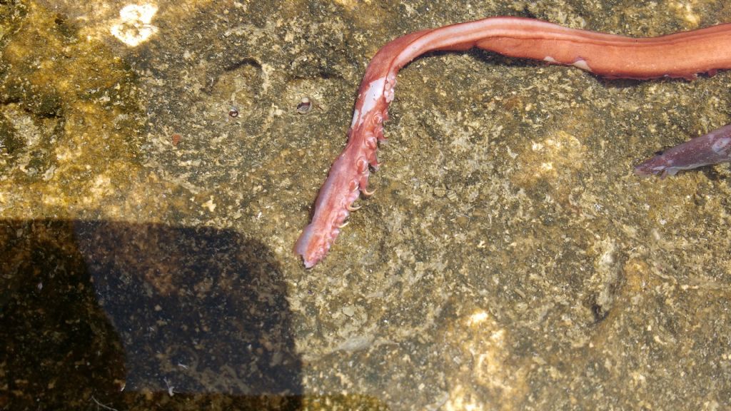 Identificazione cefalopode