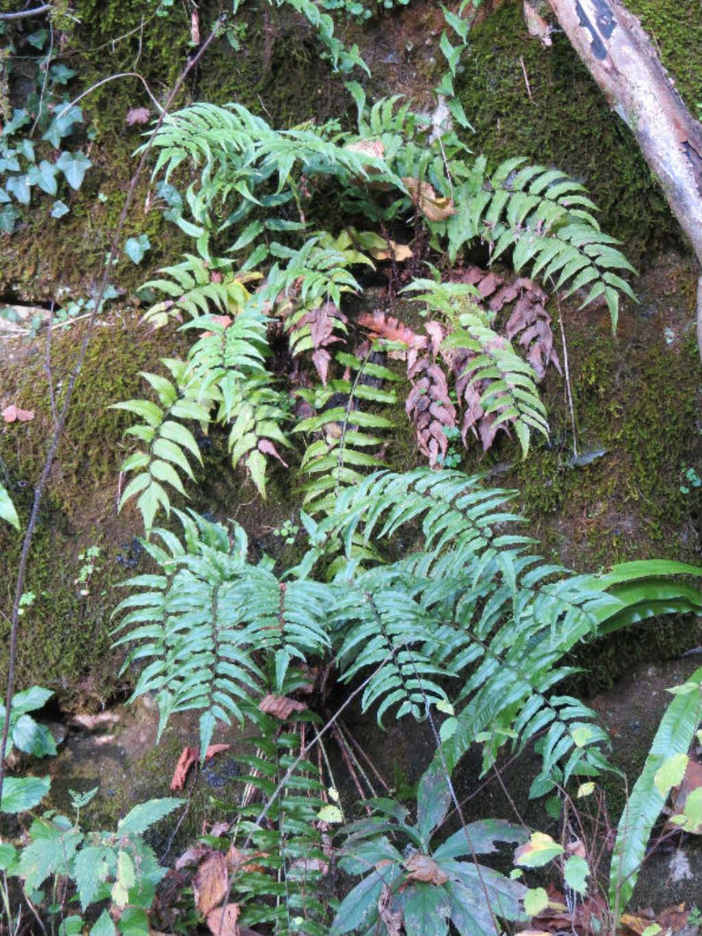 Cyrtomium fortunei / Felce di Fortune