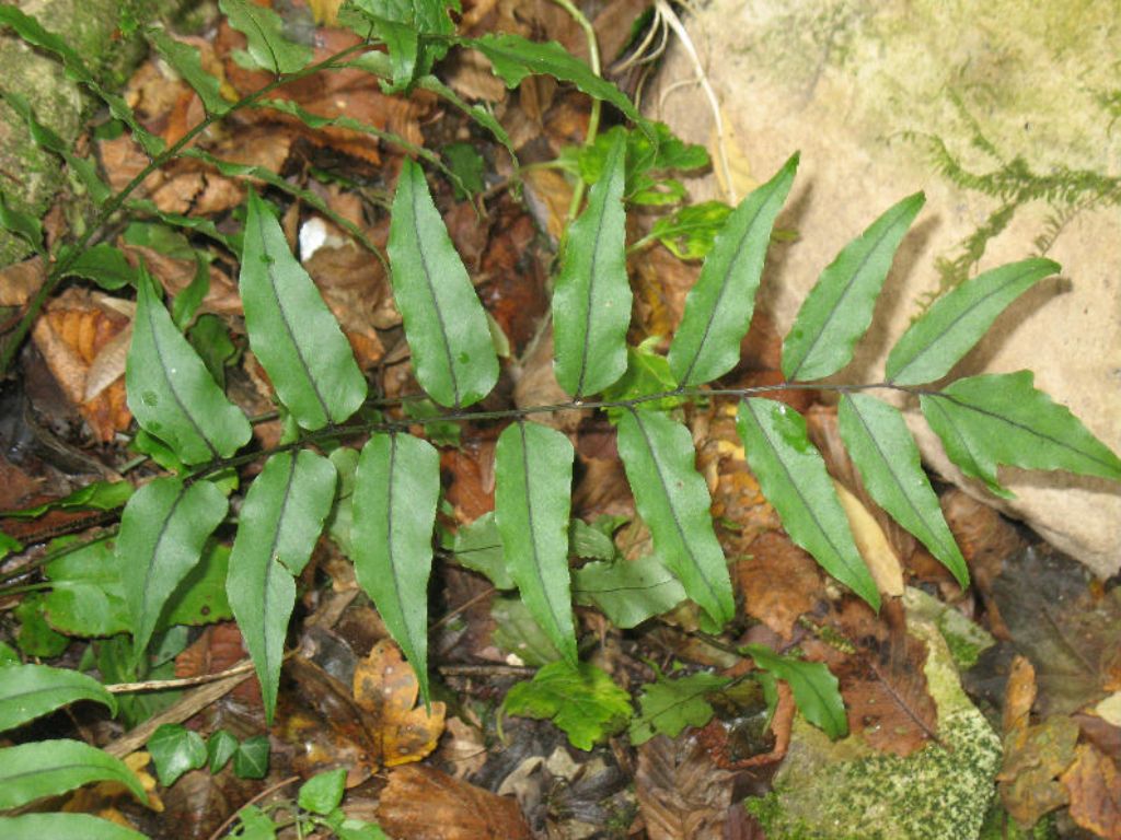 Cyrtomium fortunei / Felce di Fortune