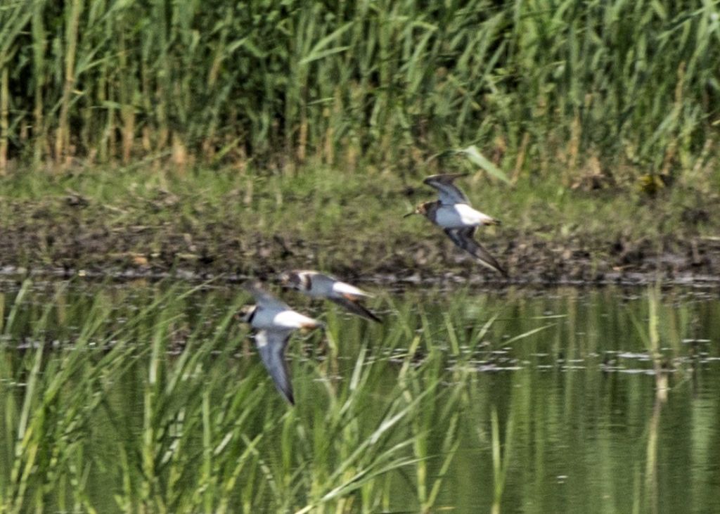 Piovanello pettorale (Calidris melanotos)