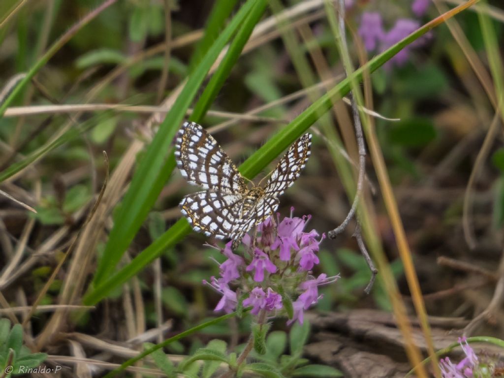 Farfalla da identificare: Chiasmia clathrata - Geometridae