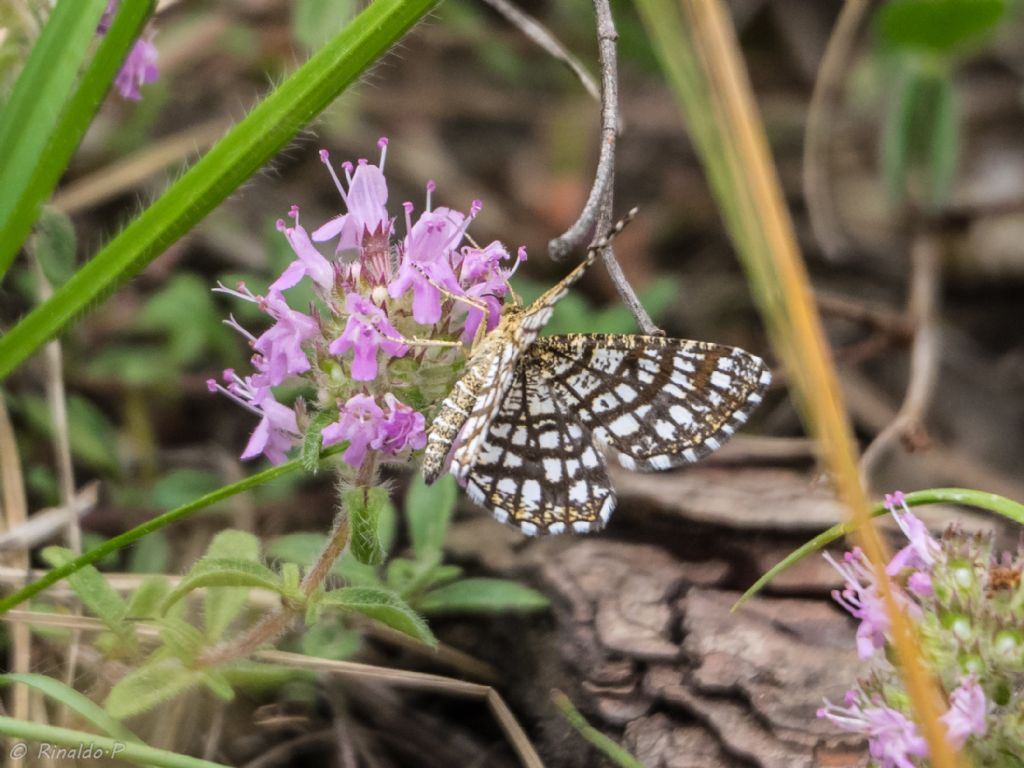 Farfalla da identificare: Chiasmia clathrata - Geometridae
