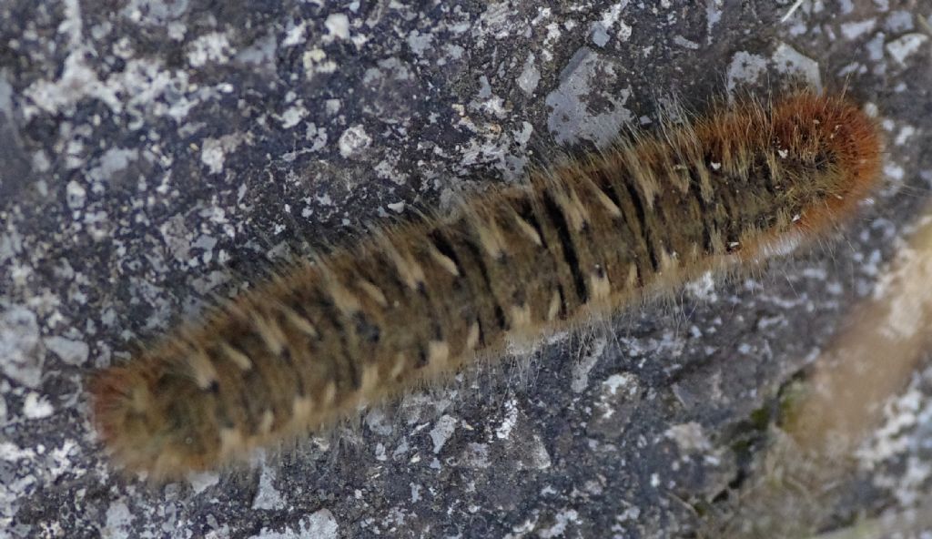 Identificazione bruco - Lasiocampa quercus